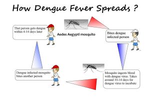 dengue virus transmission