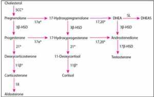 congenital adrenal hyperplasia