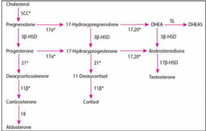 Congenital Adrenal Hyperplasia Cah Diagnosis Fever Pk