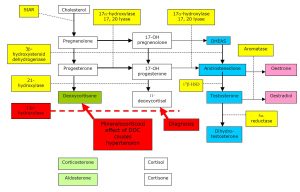 congenital adrenal hyerplasia